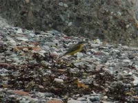 Noordse Kwikstaart [Motacilla thunbergi]